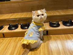 -啵啵喵·猫咖(攀华国际店)