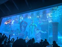 -哈尔滨波塞冬海底世界
