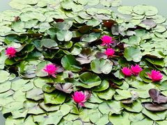 -国家植物园南园