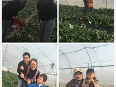 -南汇水蜜桃采摘(大团店)