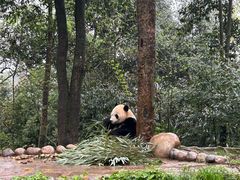 -中国大熊猫保护研究中心雅安碧峰峡基地