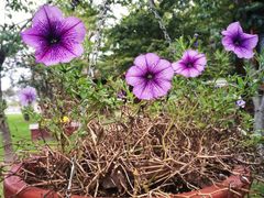 -南通洲际绿博园