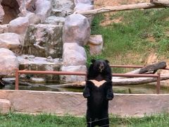 -清迈夜间动物园