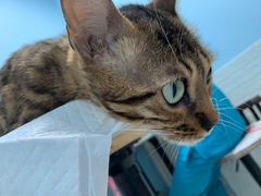 -纳吉亚猫专科动物医院博雅分院