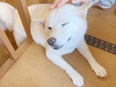 -豆柴町-柴犬主题狗咖(红鼎国际C座店)