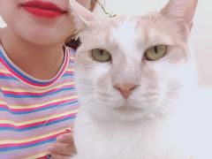 -鼓捣猫呢主题猫咖店