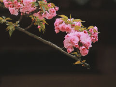 -枫桥夜泊