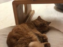 -猫和宫(六道口店)