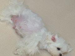 -瑞鹏宠物医院·爱宠堂·骨外专科(西荷分院)