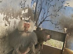 -成都动物园