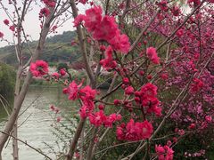-苏州上方山国家森林公园