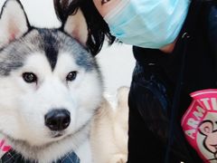 -Husky Go! 哈士奇体验馆·宠物咖啡厅狗咖