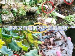 -杭州植物园