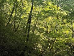 -牛背梁国家森林公园