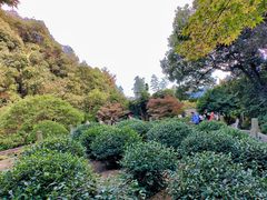 -十八棵（老龙井）御茶园(老龙井店)