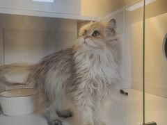 -十月米努特矮脚猫舍