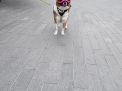 -瑞派福兴宠物医院犬猫全科·骨科·中西医结合(河东店)