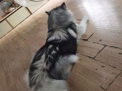 -Husky Go! 哈士奇体验馆·宠物咖啡厅狗咖