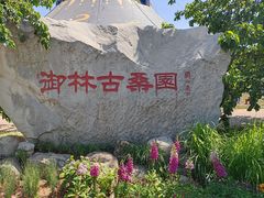 -御林古桑园