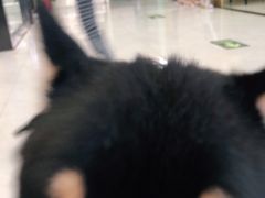 -中农大我爱我爱动物医院·核磁CT·猫病·24小时夜诊中心(石佛营店)