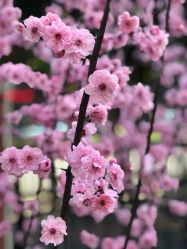 -重庆市妇幼保健院(冉家坝院区)