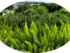 -深圳国际园林花卉博览园