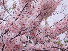 -白石龙音乐公园