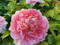-莲花池公园