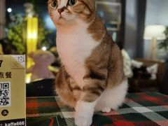 -咖法森林·咖啡  酒吧(天河店)