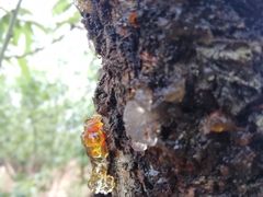 -南国桃园旅游度假区