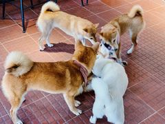 -柴犬高等学院·狗咖·柴犬售卖·宠物训练