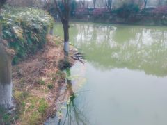 -中国扬子鳄村