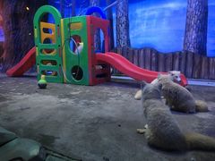 -芜湖新华联大白鲸海洋公园