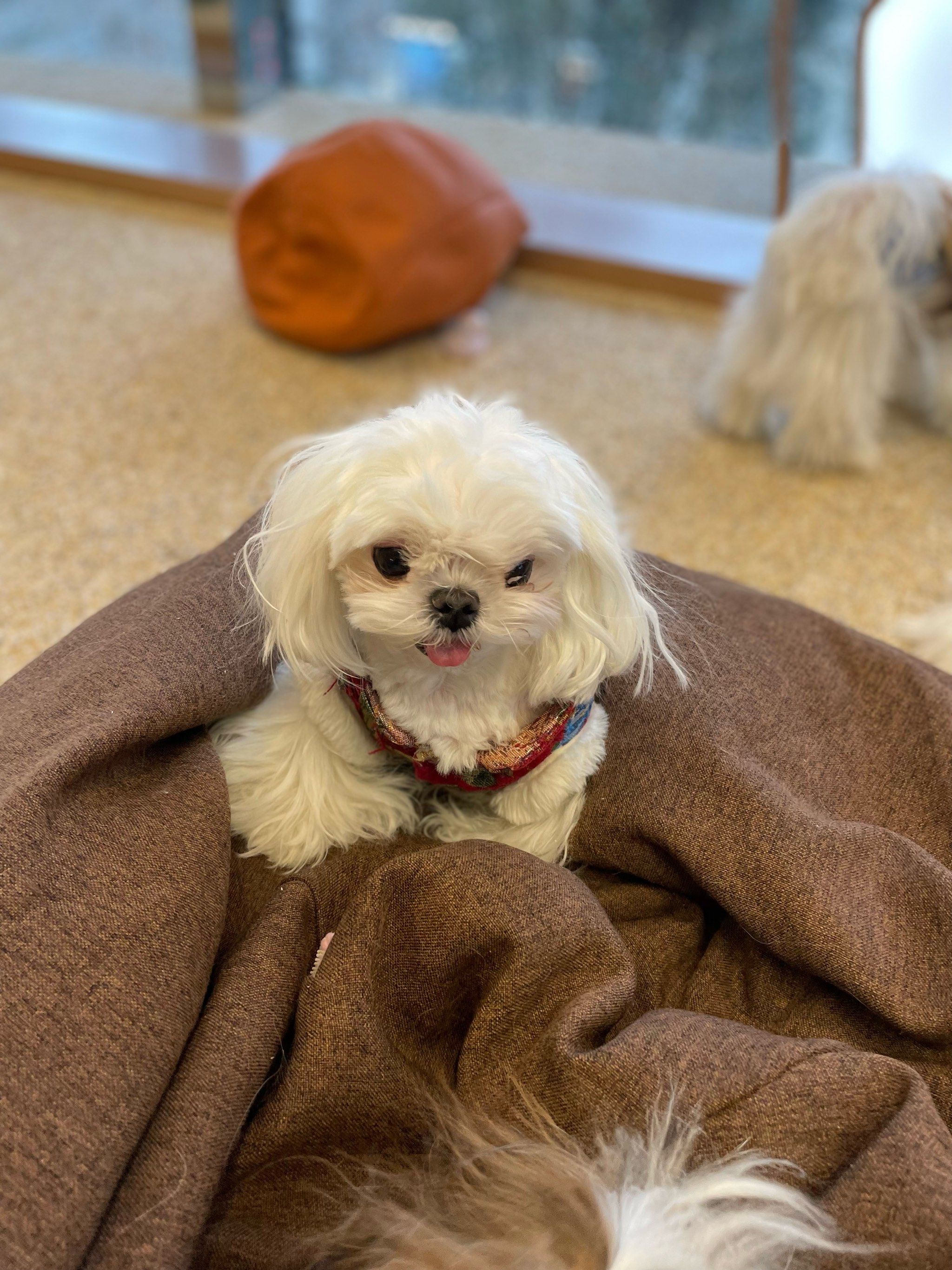 西施犬的三连拍