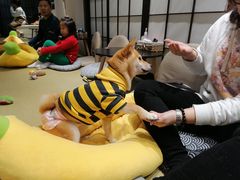 -逗柴咖啡屋·狗咖猫咖宠物桌游