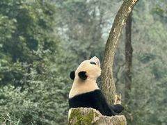 -中国大熊猫保护研究中心雅安碧峰峡基地