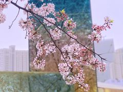 -龙美术馆(西岸馆)