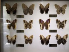 -上海昆虫博物馆