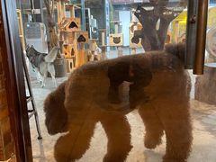 -more than meow吴止猫主题餐厅(承德 中船汇店)