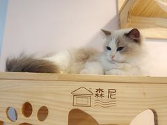 -猫咪派对(江南西店)