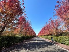 -南京枫彩漫城