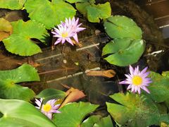 -国家植物园南园