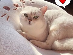 -老吴的猫·猫舍(新区店)