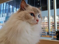 -瞄一喵猫咖(格力海岸店)