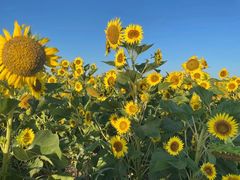 -汉长安城未央宫国家考古遗址公园