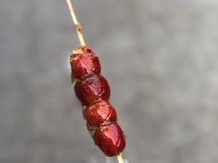 -和禄德冰糖葫芦