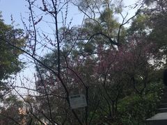 景点-金鸡山公园