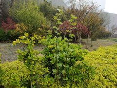 -青岛银沙滩温德姆至尊酒店