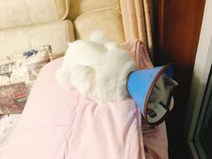 -爱妮康宠物医院·干细胞免疫细胞·肿瘤·心脏(张江店)