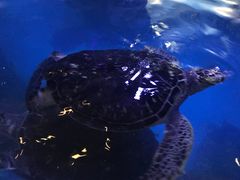 -烟台海昌鲸鲨海洋公园